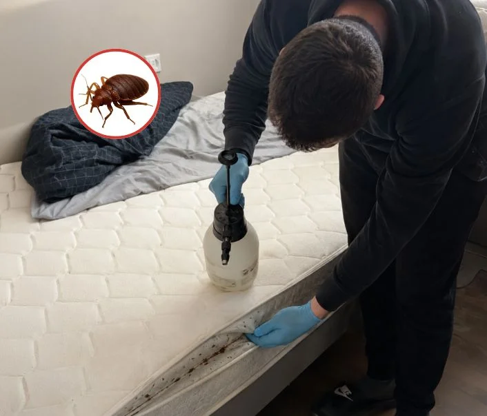 Technicien traitant un matelas contre les punaises de lit à Athis-Mons